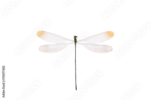 dragonfly isolated on white background