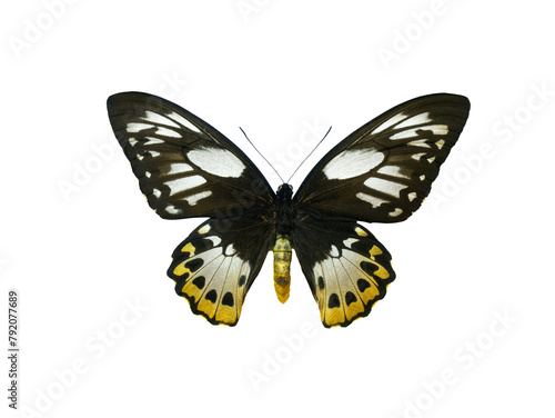 butterfly Ornithoptera priamus isolated on white background