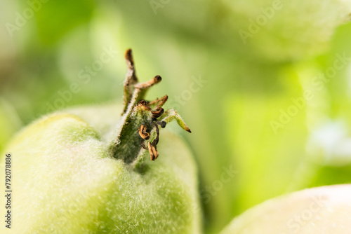 Detail of a green tomatoe.
