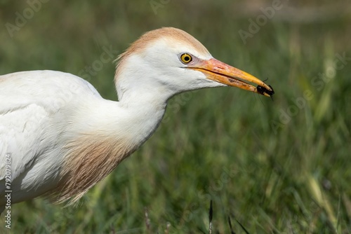 A cattle egret with its hunt(bug) on its beak