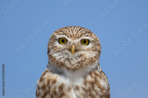 portrait of a little owl in blue background