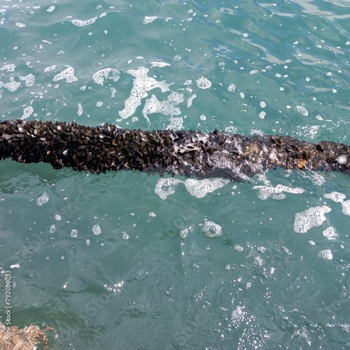 Mitili neri cresciuti spontaneamente sulla corda di attracco di un peschereccio al molo. Bari, Italia