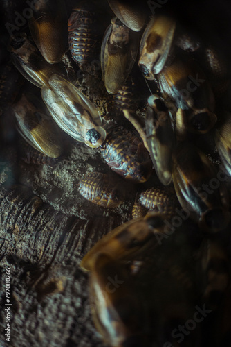 Fotografija Ugly and disgusting striped bugs close up