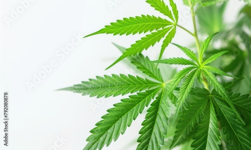 Green leaves of medicinal c...