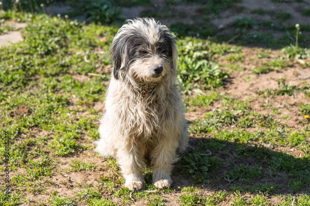 puppy on the grass