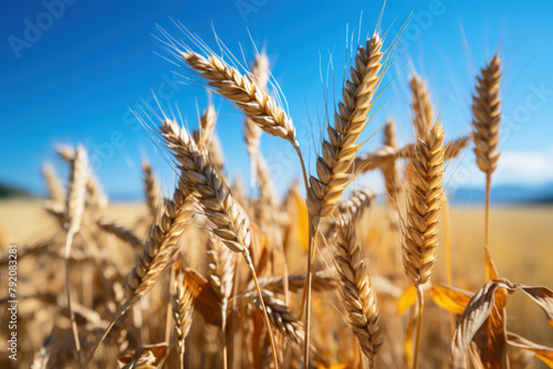 Farmland. Golden wheat field under blue sky