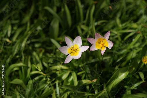 Blooming Rock Tulip in Spring, Tulipa Saxatilis photo