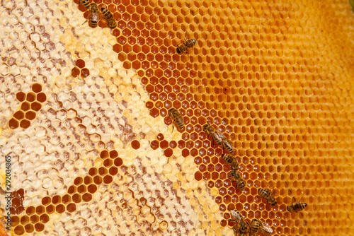 Working bees on the yellow honeycomb with sweet honey..