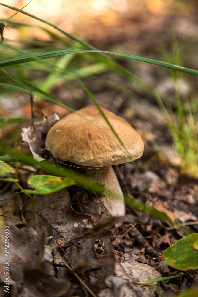 Boletus mushroom in the wild. Porcini mushroom grows on the forest floor at autumn season.. Boletus mushroom in the wild. Porcini mushroom grows on the forest floor at autumn season..