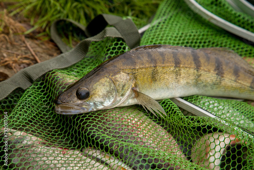 Freshwater zander on keepnet with fishery catch in it.. photo