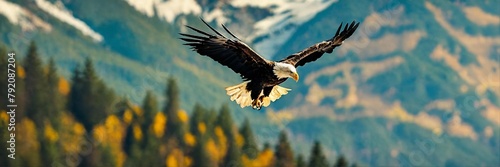 American bald eagle in flight over the forest photo