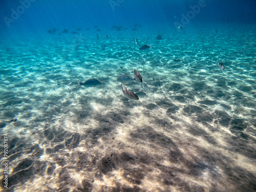 Shoal of Sargos or White Seabream swimming at the coral reef in the Red Sea  Egypt..