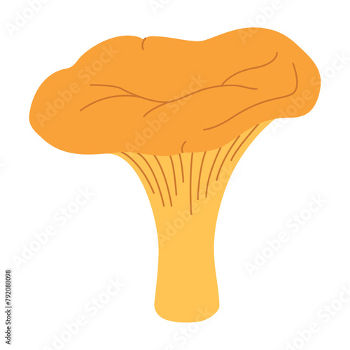 Chanterelle illustration. Edible chanterelle mushrooms. Yellow mushroom. Hand drawn trendy flat style. Doodle autumn forest harvest. Vector illustration