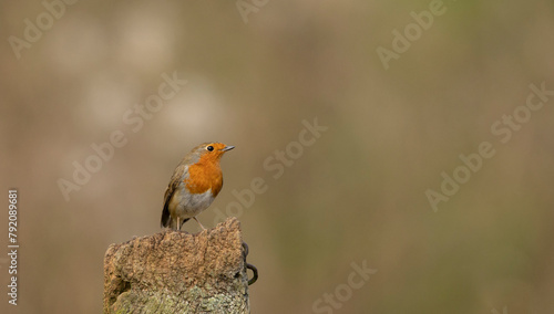 robin (Erithacus rubecula) bird perched on a rustic fence isolated from bright background. copy space