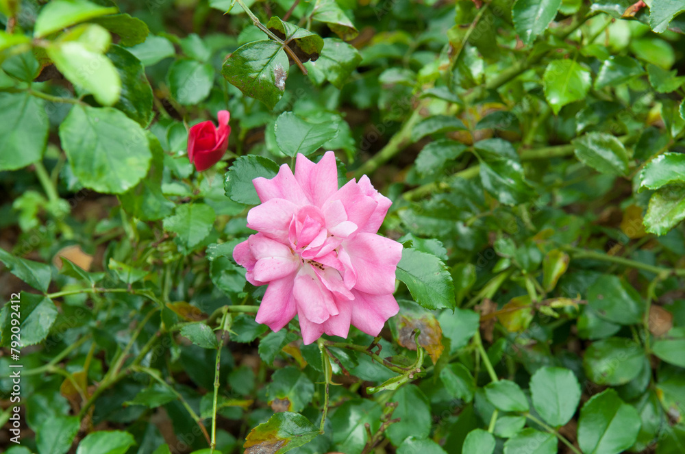 A pink wild rose and a bud on a green background
