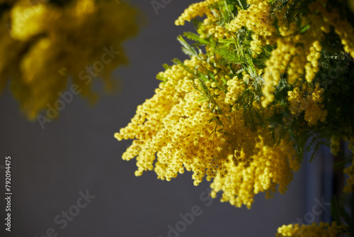Blooming of acacia dealbata, the silver wattle, blue wattle, yellow mimosa tree blossom outside