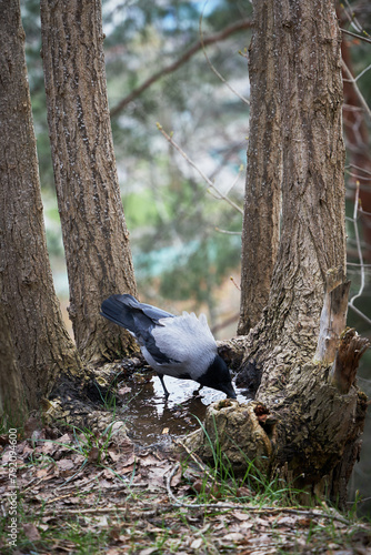 Crow drinking water from puddle in the tree, thirsty crow