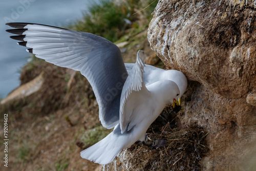 Couple of black-legged kittiwakes (Rissa tridactyla) constructing their nest on cliff shelf photo