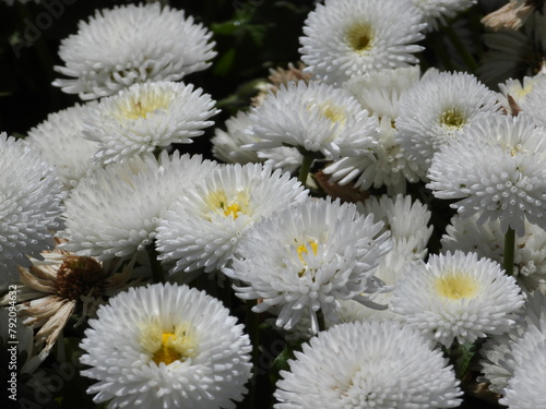 Large heads of white flowers photo