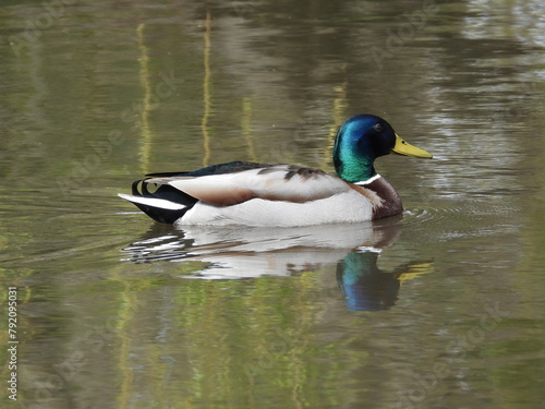 Wild duck on blurry water