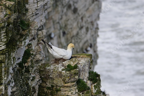 A Gannet (Morus bassanus) on Bempton Cliffs, East Riding of Yorkshire, UK