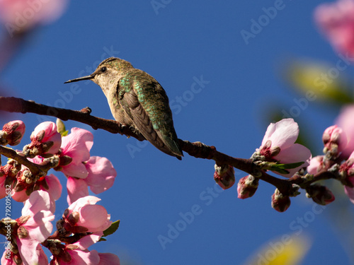 Anna's hummingbird perched on a branch of a flowering cherry tree, California, Calypte anna, green feathers, wings folded, still, spring photo