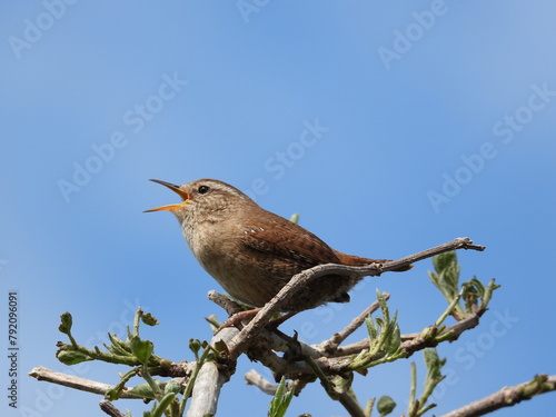 A white-brown small bird on a bush of branches against the sky