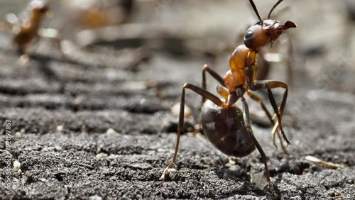 Formica rufa ants, macro shot
