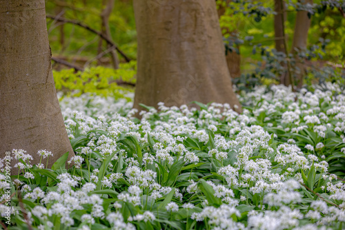 White flowers of Allium ursinum in spring, Ramsons (Daslook) in the forest, Edible wild leek or wood garlic vegetable, Flowering plant in the amaryllis family Amaryllidaceae, Natural foral background. photo