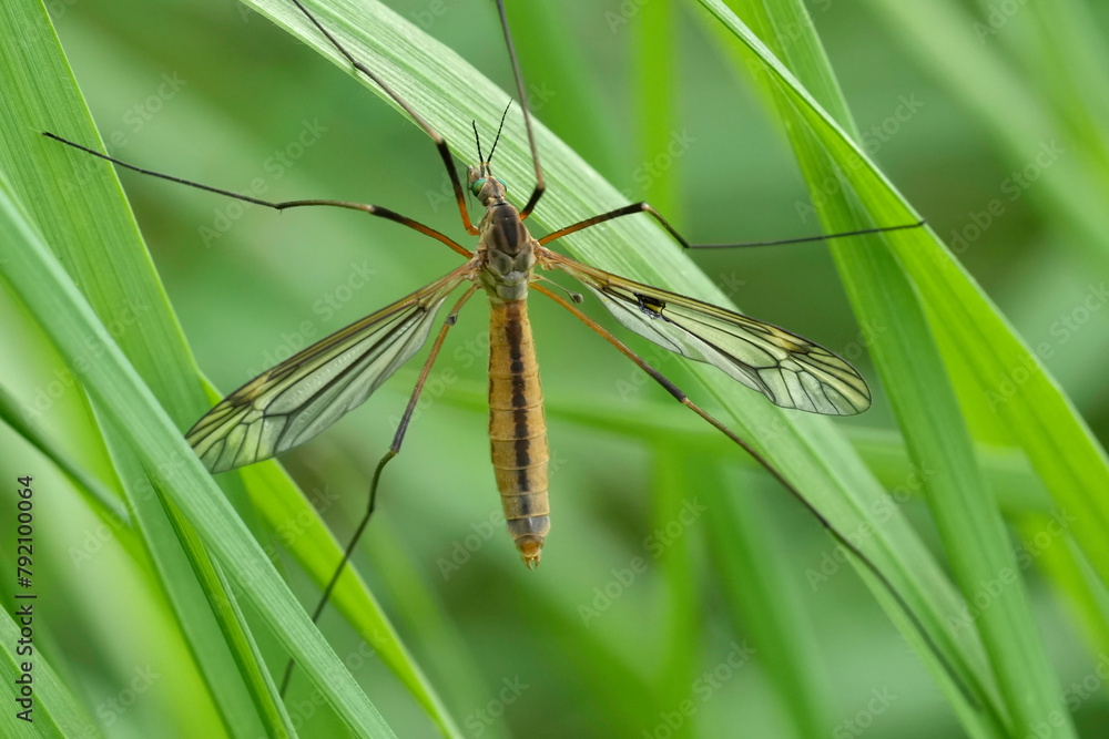 Naklejka premium Closeup on a European springtime cranefly species, Tipula vernalis