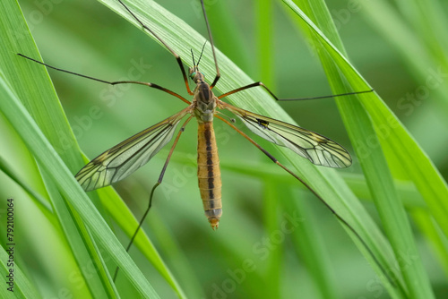 Closeup on a European springtime cranefly species, Tipula vernalis photo