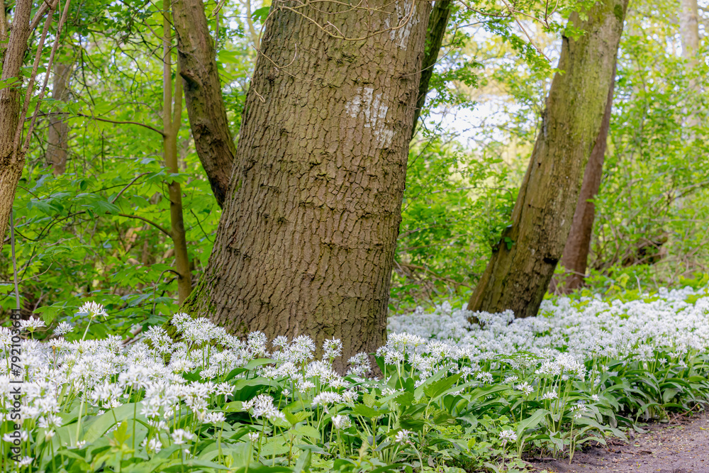 White flowers of Allium ursinum in spring, Ramsons (Daslook) in the forest, Edible wild leek or wood garlic vegetable, Flowering plant in the amaryllis family Amaryllidaceae, Natural foral background. White flowers of Allium ursinum in spring, Ramsons (Daslook) in the forest, Edible wild leek or wood garlic vegetable, Flowering plant in the amaryllis family Amaryllidaceae, Natural foral background.