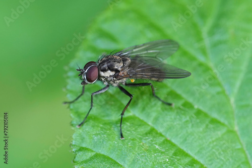 Closeup on a European Hylemya vagans, IN fly, sitting on a green leaf in the garden photo