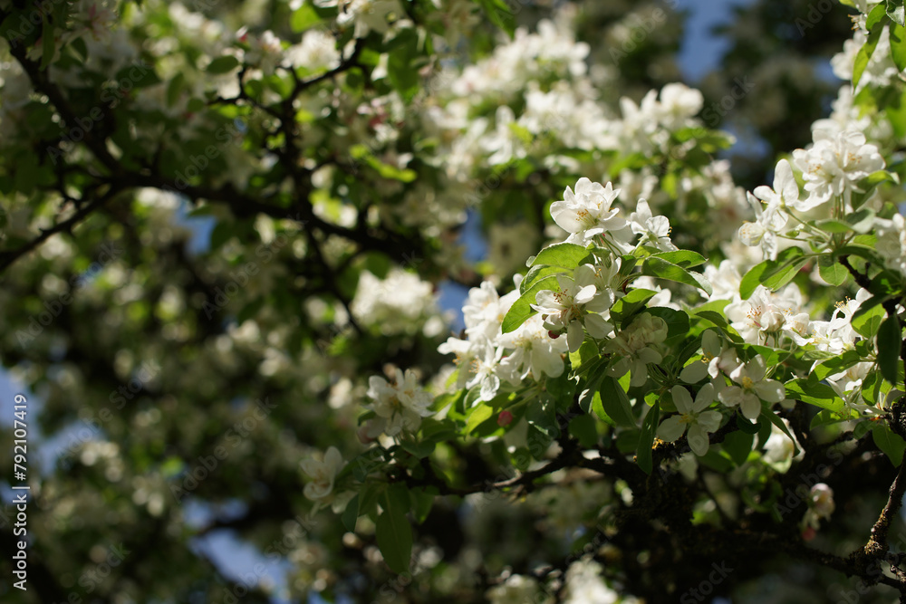 Spring Tree Branches with White Blossoms and Lush Green Leaves Spring Tree Branches with White Blossoms and Lush Green Leaves