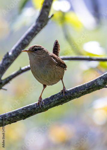 Canvas Print European Wren (Troglodytes troglodytes) - Found across Europe & parts of Asia