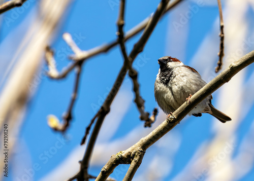 House Sparrow (Passer domesticus) - Found worldwide