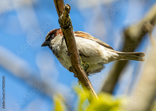 House Sparrow (Passer domesticus) - Found worldwide