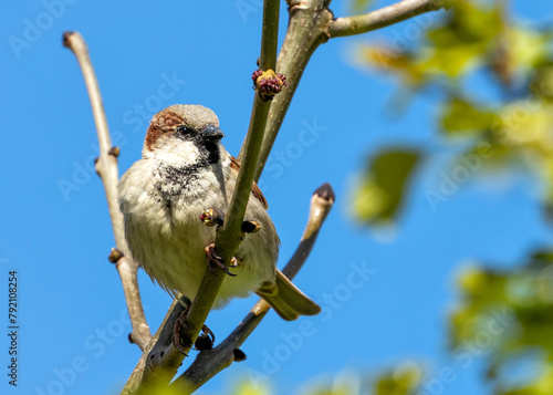 House Sparrow (Passer domesticus) - Found worldwide