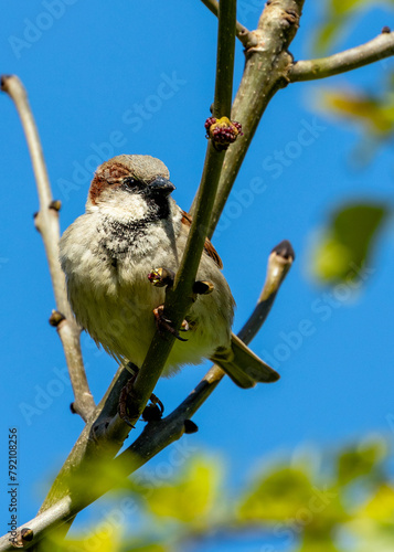 Canvas Print House Sparrow (Passer domesticus) - Found worldwide