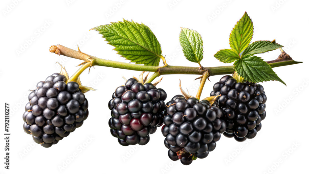 Ripe blackberries on a branch with fresh green leaves Ripe blackberries on a branch with fresh green leaves