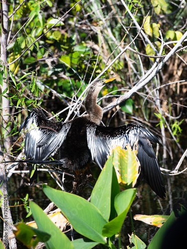 Anhinga, Florida Everglades © Tamela