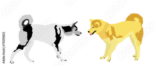 Siberian Husky dog couple in love vector illustration isolated on white background. Beware of dog pet. Dog symbol. Smart canine. Akita Inu against Samoyed.