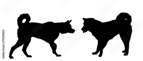 Siberian Husky dog couple in love vector silhouette illustration isolated on white background. Beware of dog pet. Dog shape symbol. Smart canine shadow. Akita Inu against Samoyed.