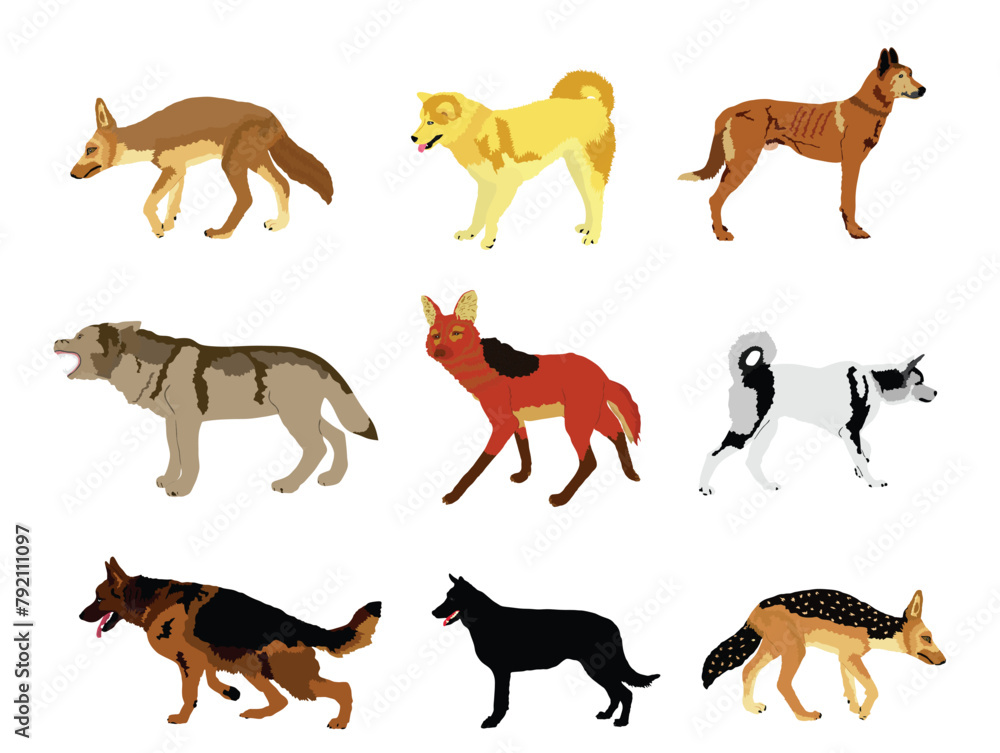 Wolf, coyote,jackal and dog collection vector illustration isolated. Maned wolf. Husky, Samoyed and Akita Inu. Wolf. Dog breeds. Coyote and jackal beast symbol. Wild and pet animal.