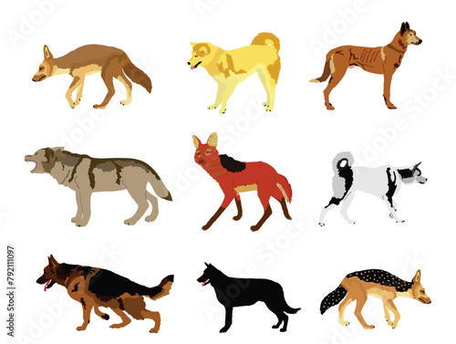 Wolf, coyote,jackal and dog collection vector illustration isolated. Maned wolf. Husky, Samoyed and Akita Inu. Wolf. Dog breeds. Coyote and jackal beast symbol. Wild and pet animal.