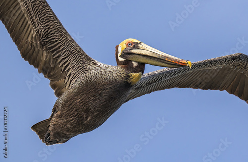 Brown Pelican in flight toward camera