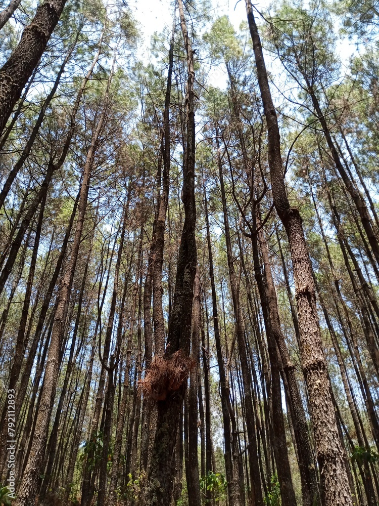 Fototapeta premium bird's nest in a pine tree. Pine forest in Mount Merbabu National Park, Central Java, Indonesia 