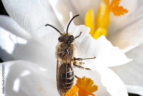 A close up of a Colletes Cellophane Plasterer Bee  covered in pollen balls reaching for a white crocus flower. Long Island, New York, USA photo