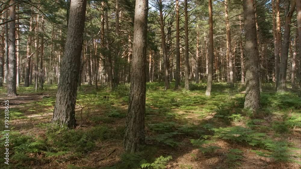 Beautiful timelapse of a forest at sunset with the sun illuminating the trunks of the trees, time-lapse of lights and shadows in a magical forest of ferns and trees, the magic lights in the forest Beautiful timelapse of a forest at sunset with the sun illuminating the trunks of the trees, time-lapse of lights and shadows in a magical forest of ferns and trees, the magic lights in the forest
