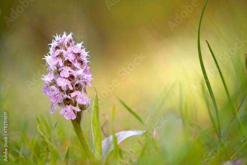 Orchid, Milky orchid, Orchis lactea. Monte Doglia, Alghero, Sardinia, Italy
